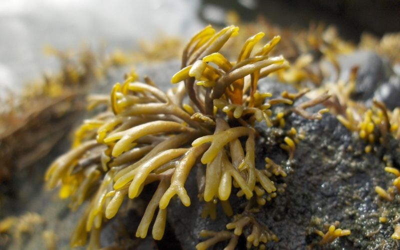 Xylishine được chiết xuất từ tảo nâu pelvetia canaliculata