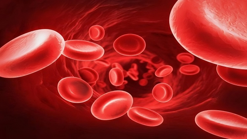 Tỏi đỏ có khả năng tăng cường số lượng hồng cầu và huyết sắc tố
